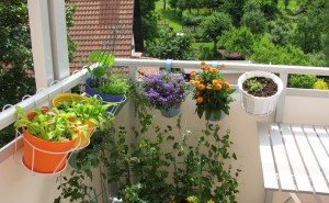 Ein paar Pflanzen auf einem Balkon